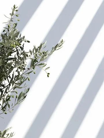 Olivenzweig wirft Schatten auf eine weiße Wand