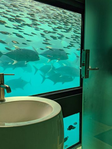 Waschtisch in einer Reefsuite vor einem Unterwasserfenster mit großem Fischschwarm
