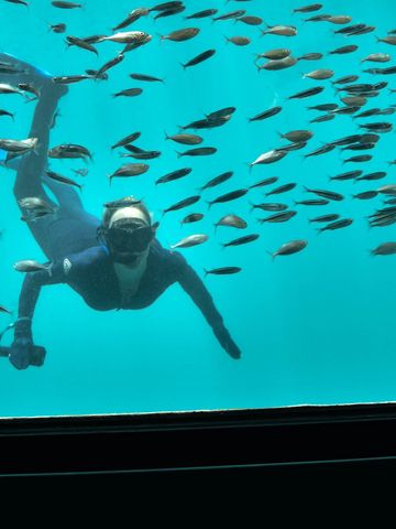 Schnorchler mit Kamera schwimmt durch einen Fischschwarm vor dem Fenster einer Reefsuite
