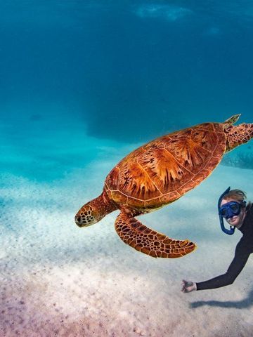 Schnorchlerin taucht neben einer Meeresschildkröte über hellem Sand am Ningaloo Reef