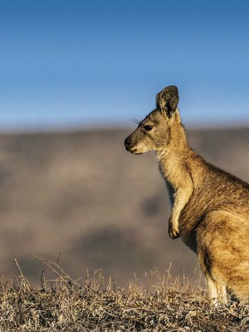 Ein Wallaby sitzt aufrecht im trockenen Gras vor unscharfem Hintergrund im Cape Range National Park