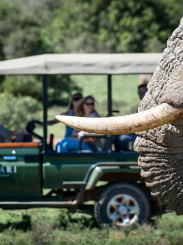 Nahaufnahme eines Elefantenstoßzahns vor einem Safari-Fahrzeug mit Personen