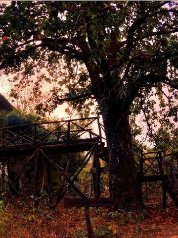 Baumhaus im Wald bei Sonnenuntergang mit großem Baum