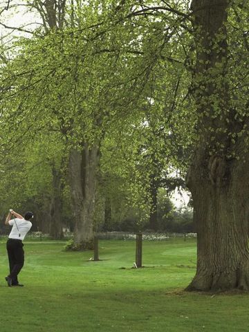 Golfer schwingt Schläger auf gepflegtem grünen Fairway umgeben von hohen Bäumen