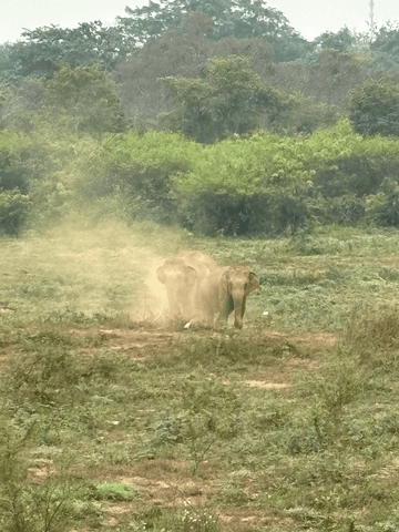 Elefanten mitten in der Natur - eine Begegnung, die man nie vergisst.