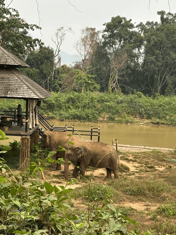 Sanfte Riesen im Morgenlicht – eine Begegnung, die man nie vergisst.