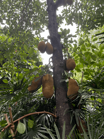 Im Poomjai Garden hängt eine leuchtend gelbe Frucht schwer am Baum – ein stiller Moment tropischer Fülle und Naturverbundenheit.