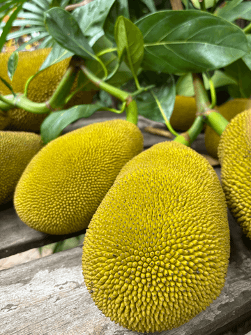 Ganz nah zeigt sich die leuchtend gelbe Frucht im Poomjai Garden – prall, tropisch und voller Leben, eingefangen in einem stillen Moment der Natur.