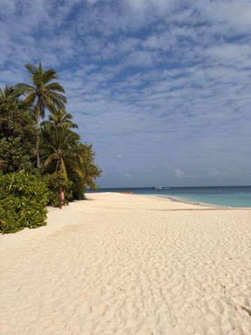 Unberührter Sandstrand mit Palmen und klarem Himmel, friedlich und einladend.