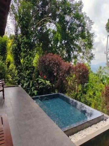 Privater Pool mit Aussicht auf üppigen tropischen Wald