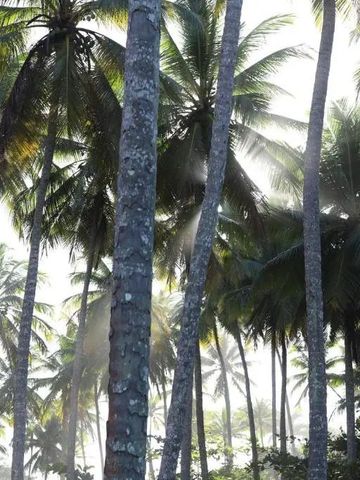 Blick durch hohe Palmen mit Sonnenstrahlen im Hintergrund