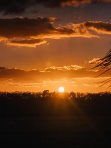Beeindruckender Sonnenuntergang mit orangenem Himmel und Silhouetten von Bäumen