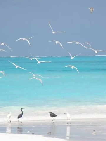 Möwen und Reiher am türkisfarbenen Meer mit weißem Sandstrand