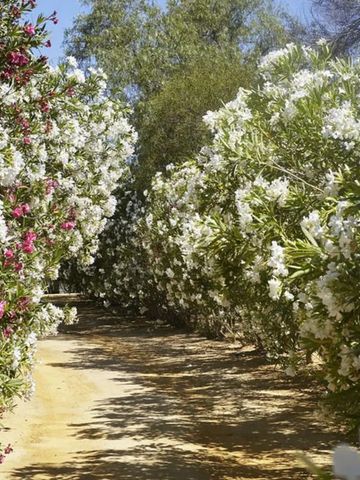 Blühende Oleander in einem sonnigen Gartenweg