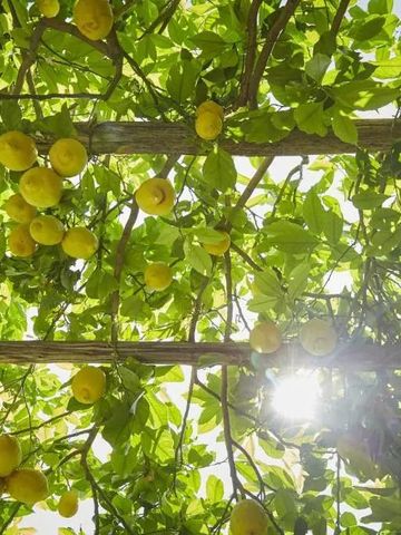 Üppiger Zitronenbaum mit sonnigen gelben Früchten und grünem Laub