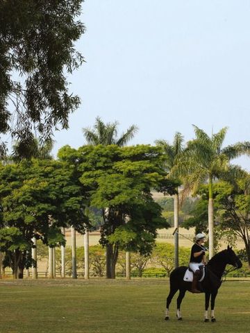 Reiter auf einem Pferd in einem weitläufigen, grünen Gelände mit Palmen im Hintergrund