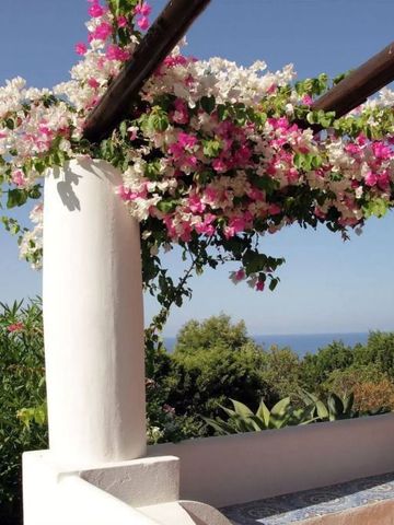 Blühende Bougainvillea über einer Pergola mit Meerblick.