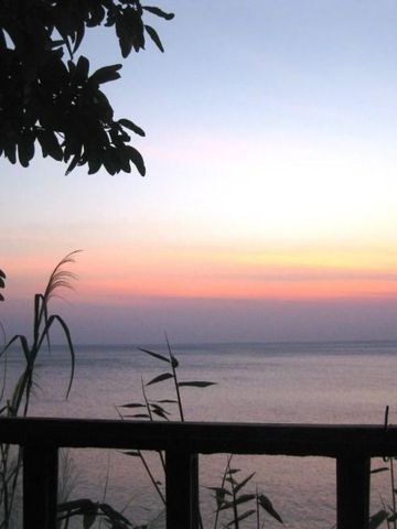 Sonnenuntergang über dem Meer mit Pflanzen im Vordergrund