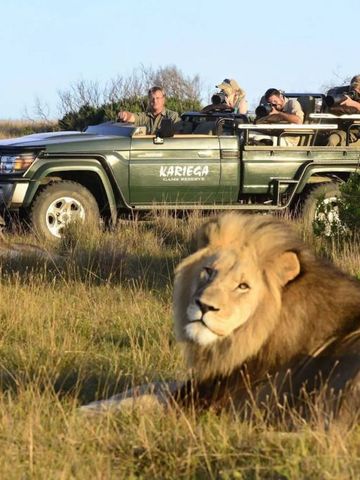 Safari-Tour mit Geländewagen und Löwen im Gras