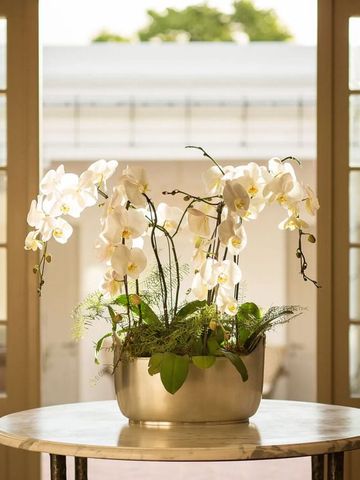 Stilvolle Orchideen in einem Silbertopf auf einem Tisch vor französischen Türen.