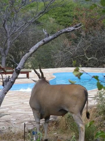 Pool mit Wildtier im Vordergrund, umgeben von Bäumen in Namibia