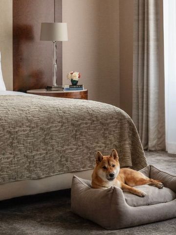 Elegantes Hotelzimmer mit Hund auf einem Hundebett neben einem großen Bett.