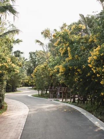 Blühende gelbe Bäume säumen einen geschwungenen Weg