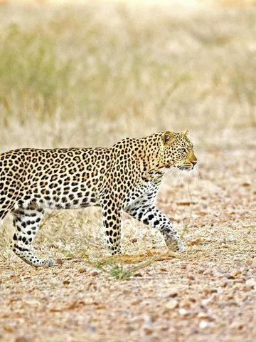 Leopard geht durch die Savanne in natürlicher Umgebung