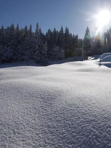 Schneebedeckte Landschaft in der Wintersonne mit Wald im Hintergrund