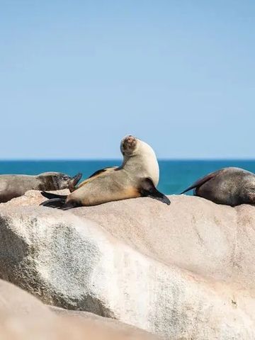Robben entspannen auf Felsen mit Blick auf das blaue Meer in Namibia.