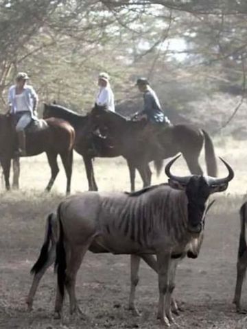 Menschen reiten auf Pferden in einer von Gnus bewohnten Landschaft