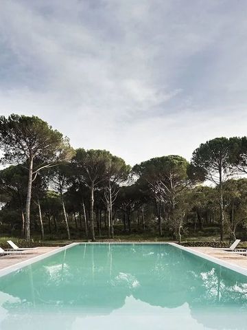 Infinity-Pool mit umgebenden Kiefern und klarem Himmel