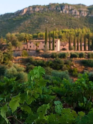 Weinberge mit historischem Anwesen und Hügel im Hintergrund