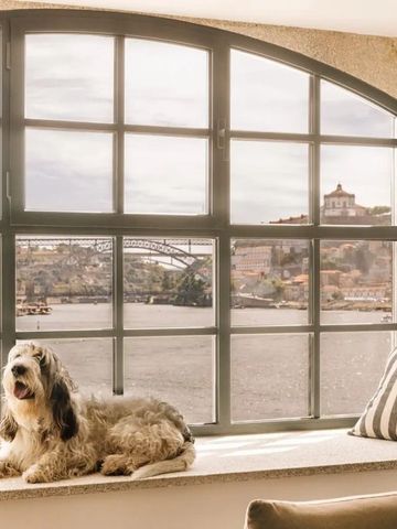 Hund auf Fensterbank mit Blick auf den Fluss Douro und historische Gebäude