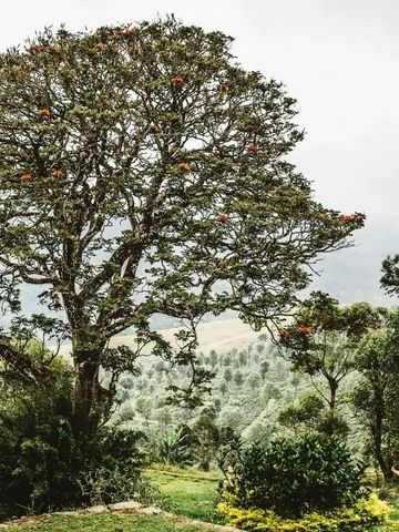 Großer Baum mit leuchtenden Blüten in bergiger Landschaft.