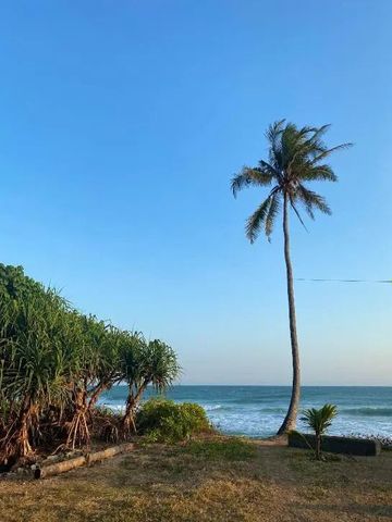 Einzelne Palme vor blauem Himmel und Meer