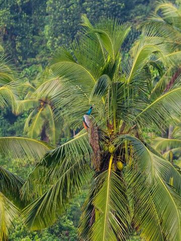 Pfaue sitzen majestätisch in hohen Palmen im tropischen Garten.