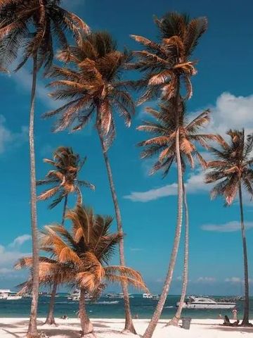 Hohe Palmen am Strand vor blauem Himmel und Meer