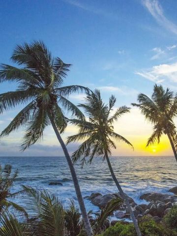 Palmen vor einem Sonnenuntergang am tropischen Strand