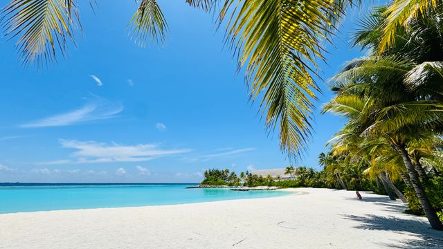 Einsamer weißer Sandstrand gesäumt von Palmen unter klarem blauem Himmel