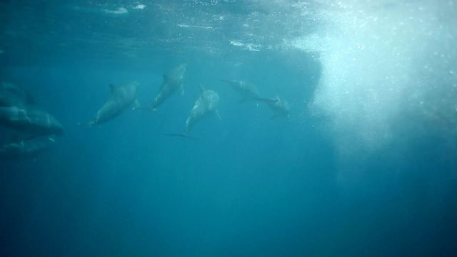Unterwasseraufnahme von Delfinen, die graziös durch das blaue Wasser gleiten.