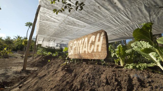 Gemüsegarten mit handgemaltem Holzschild 'SPINACH' unter einem Schattennetz.