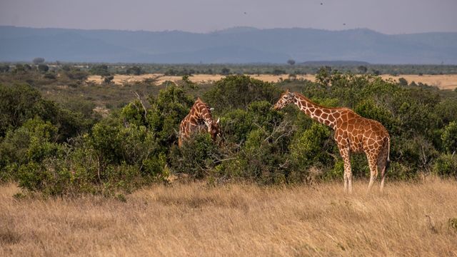 Zwei Giraffen grasen in einer weiten Savannenlandschaft mit Hügeln im Hintergrund.