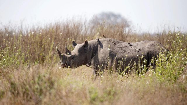Nashorn Serengeri Camp