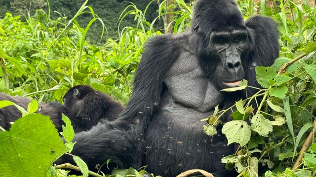 Gorilla entspannt im dichten grünen Dschungel und kaut Blätter