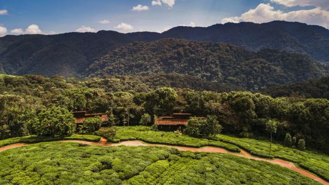 Luftaufnahme eines Luxusresorts inmitten eines üppigen grünen Regenwalds, umgeben von Teeplantagen und bewaldeten Hügeln im Hintergrund.