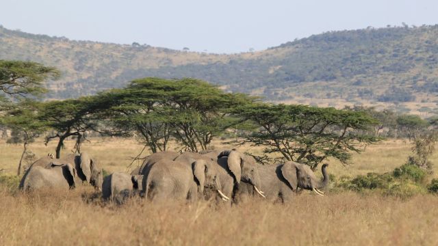 Eine Elefantenherde zieht durch die weite Savannenlandschaft der Serengeti, umgeben von hohem Gras, flachen Schirmakazien und sanften Hügeln im Hintergrund.