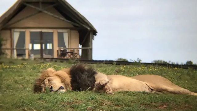 Löwe entspannt vor einem Safarizelt im Gorah Elephant Camp