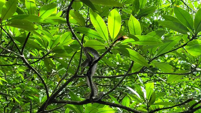 Schwarze Schlange Baum