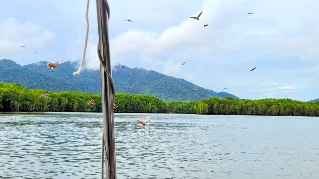 Vögel Langkawi